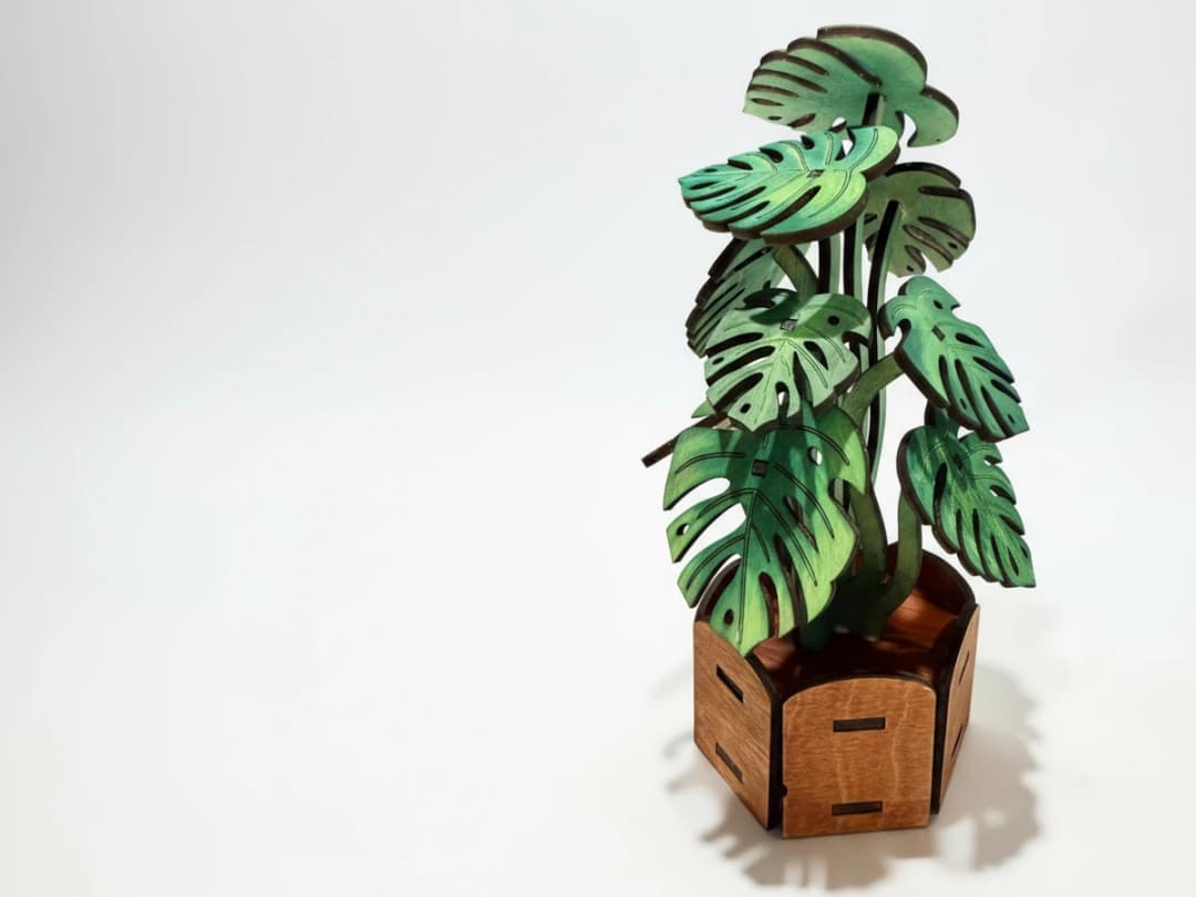 Potted Monstera Plant